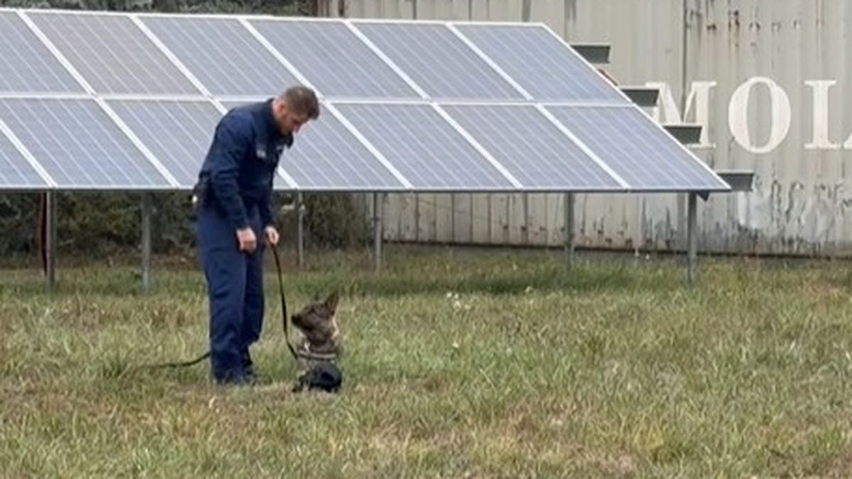 Manka, a rendőrkutya talált rá az eszméletlen férfira Tatabányán - videó