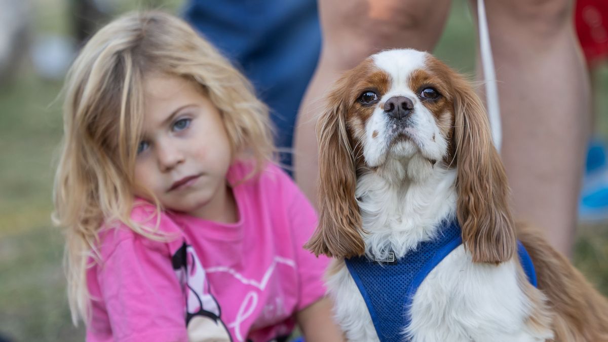 Apró pincsitől a hatalmas rottweilerig lepték el a kutyák a tatai parkot +fotók, videó